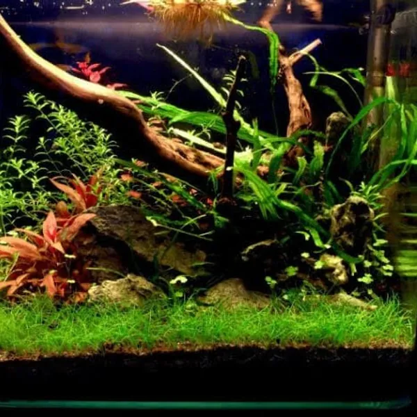 ACCESORIOS PARA ACUARIOS PLANTADOS