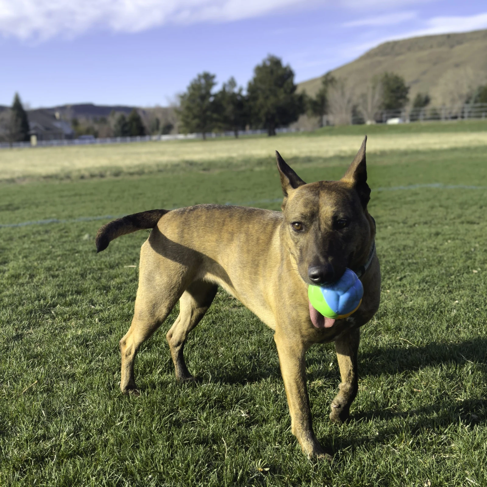 KONG TWIST HIGH-VIZ BALL 3