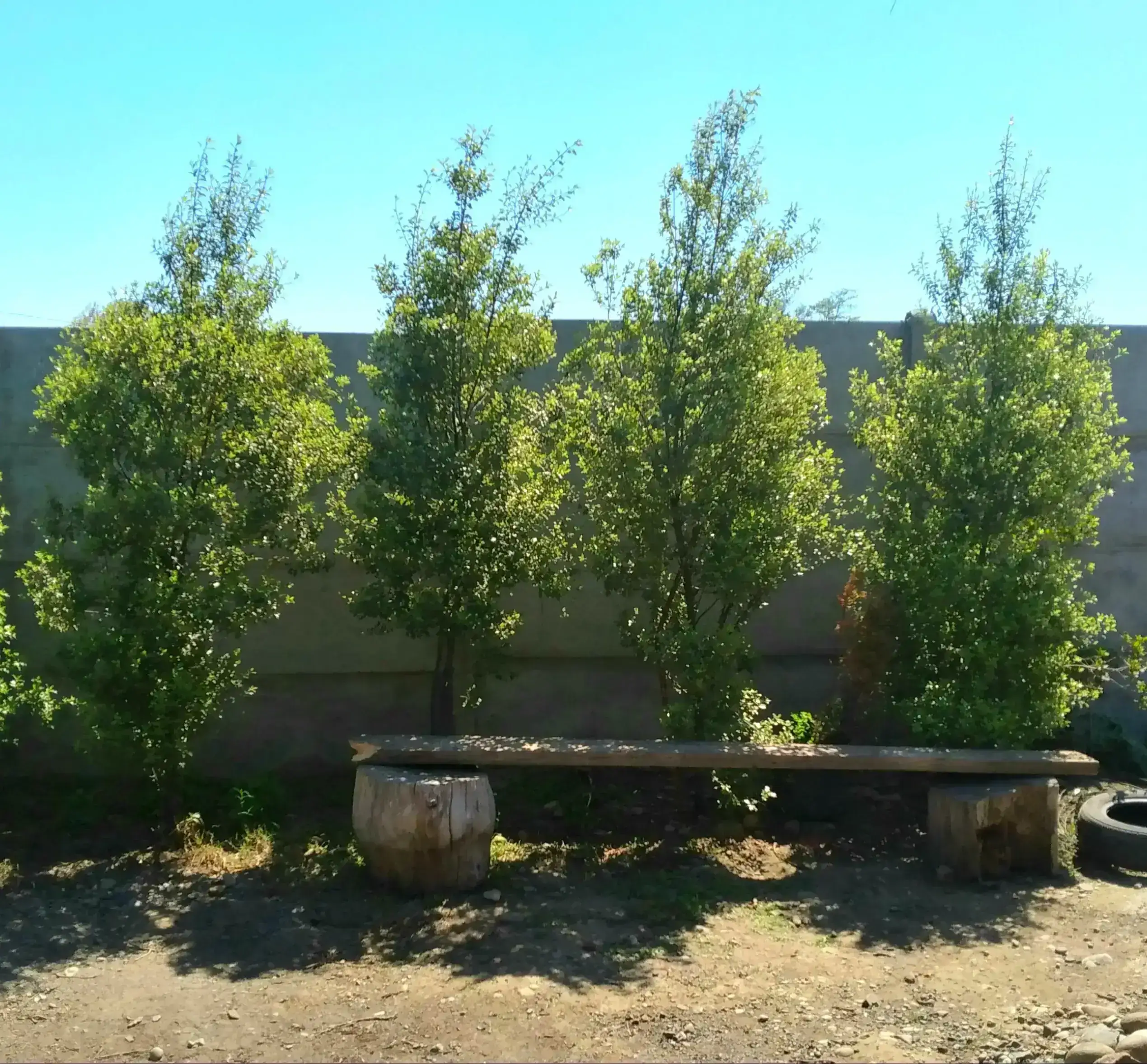 Pittosporum nigricans