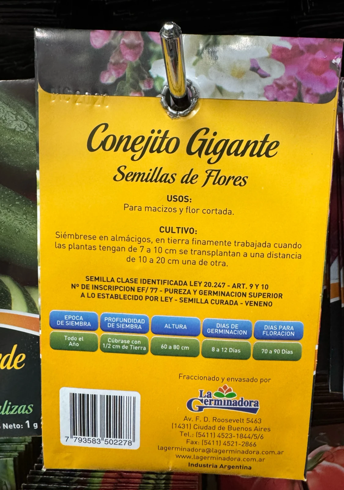 Conejito gigante  2