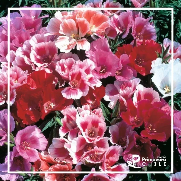 Semillas Godetia Grandiflora Doble
