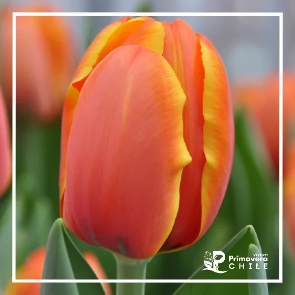 Bulbo Tulipán Color al Azar 4