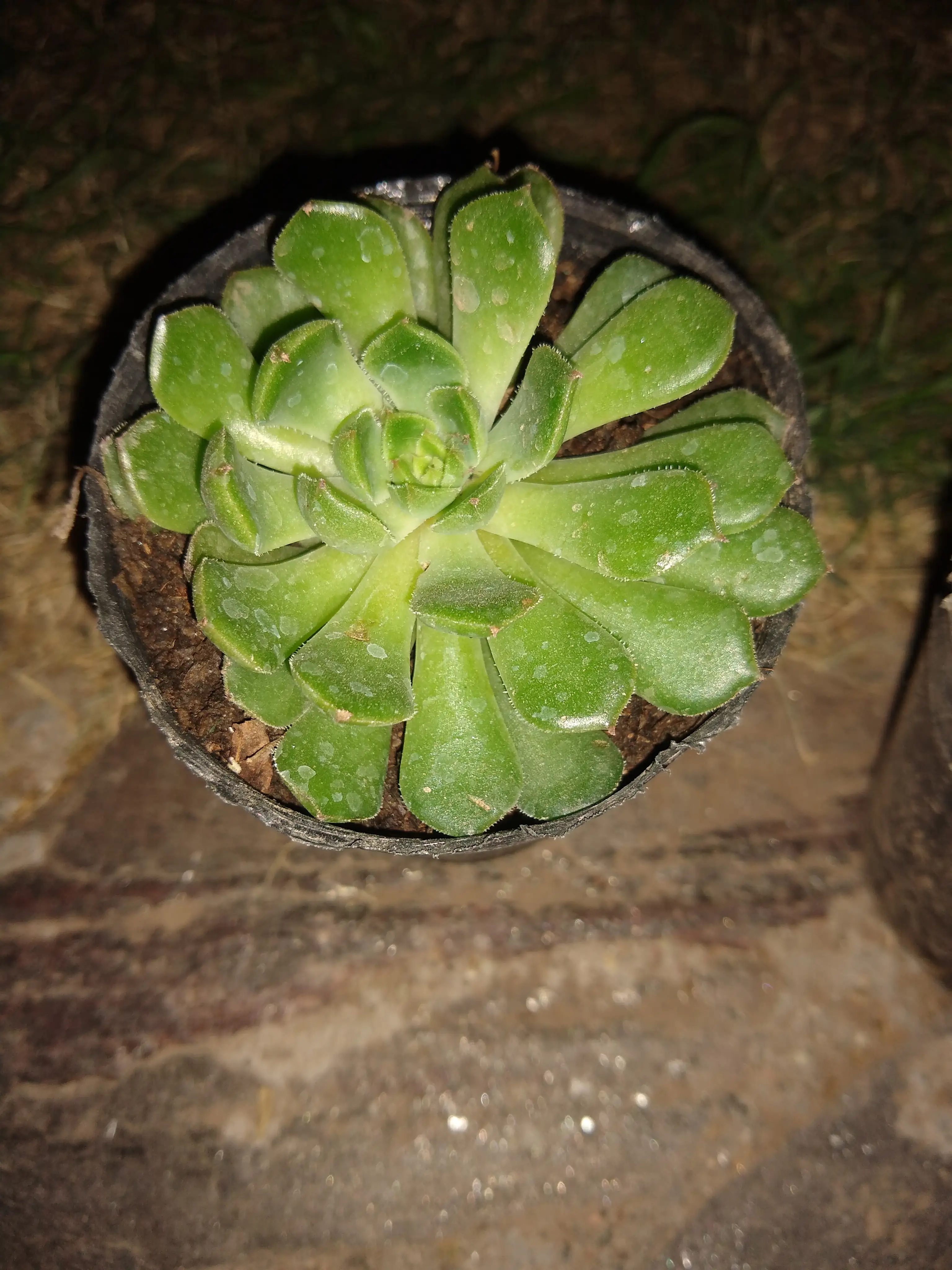 Aeolim Catello. Paivae