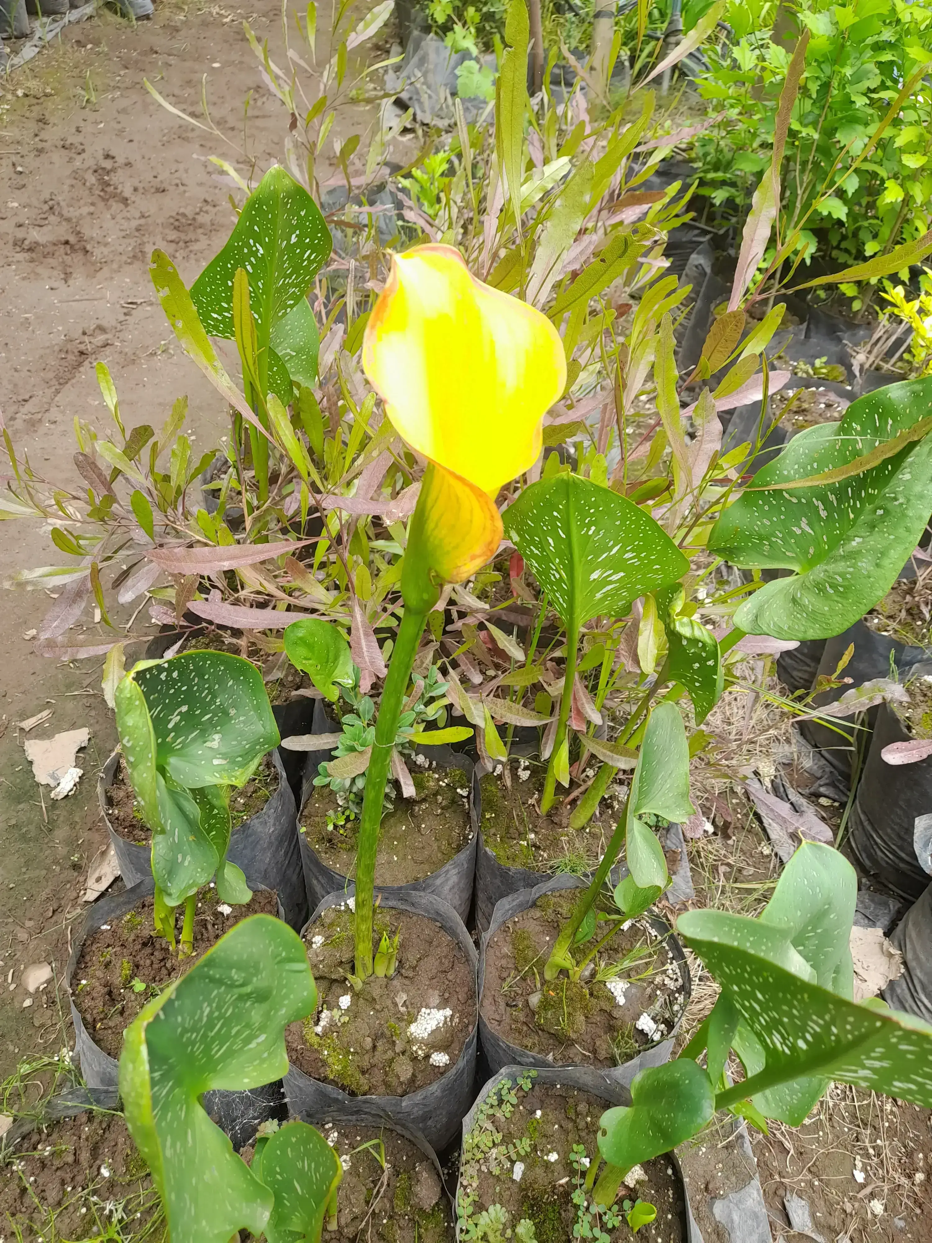 Calas colores 4