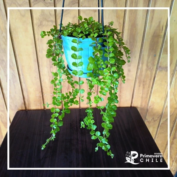 Planta de la Moneda - "Lysimachia nummularia" 2