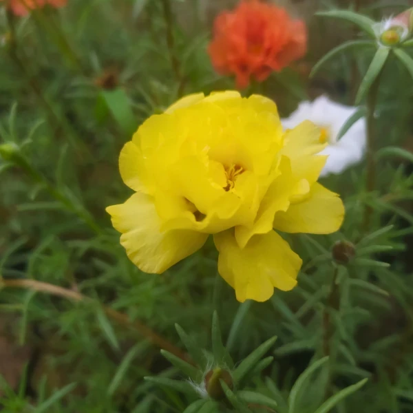 Portulaca 4