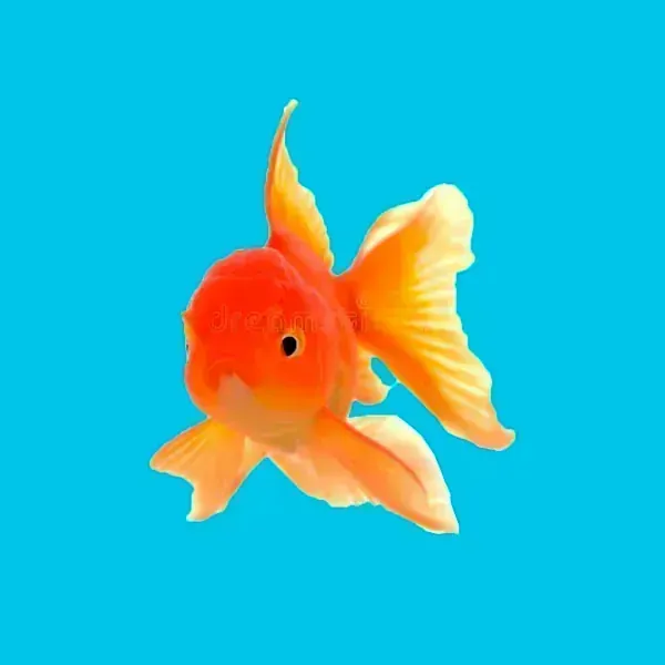 GOLDFISH TROPICALES