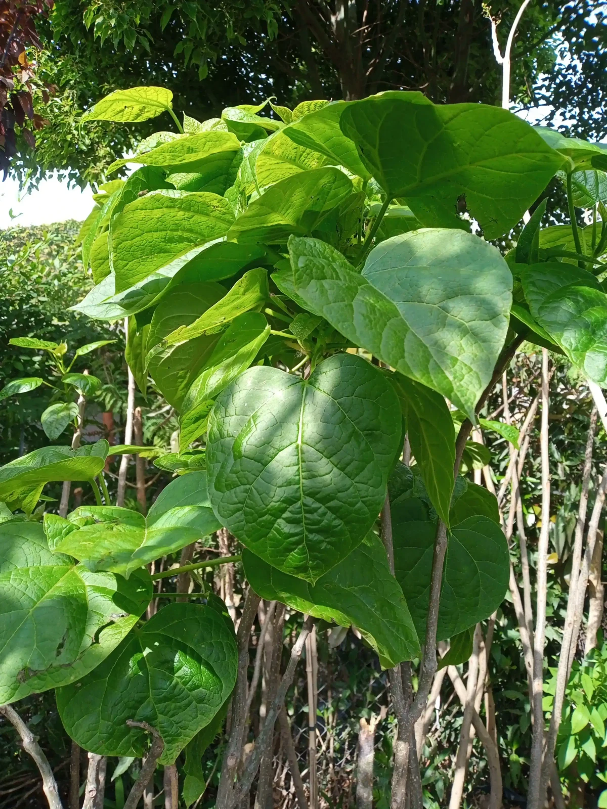 Catalpa mediano 