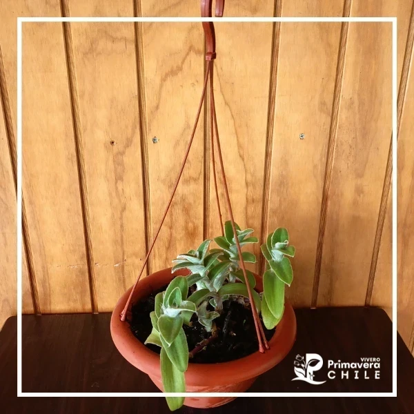 &nbsp;Tradescantia sillamontana&nbsp;Colgante
