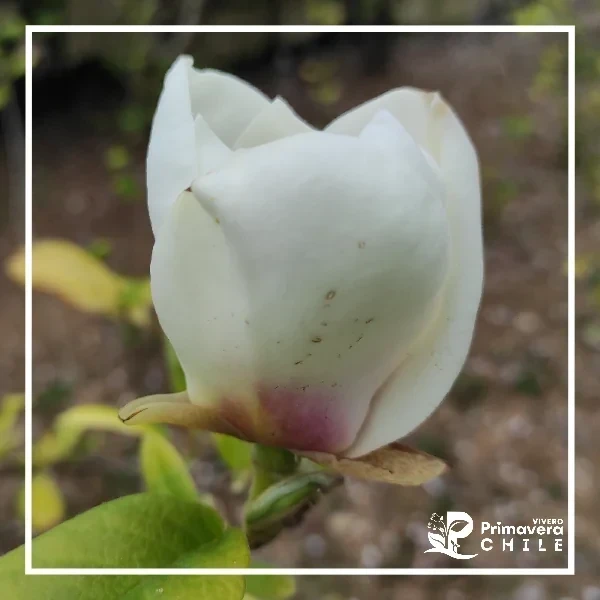 Magnolio Soulangeana Color al Azar 3