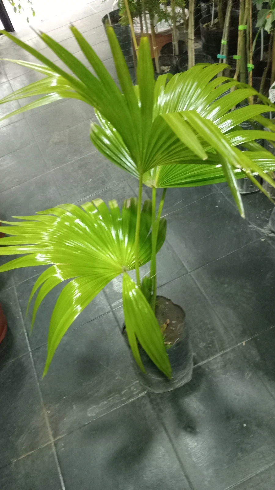 Whashingtonia 120cm 3