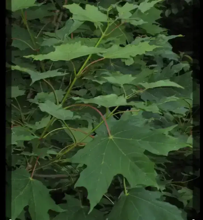 Acer Sacharum 