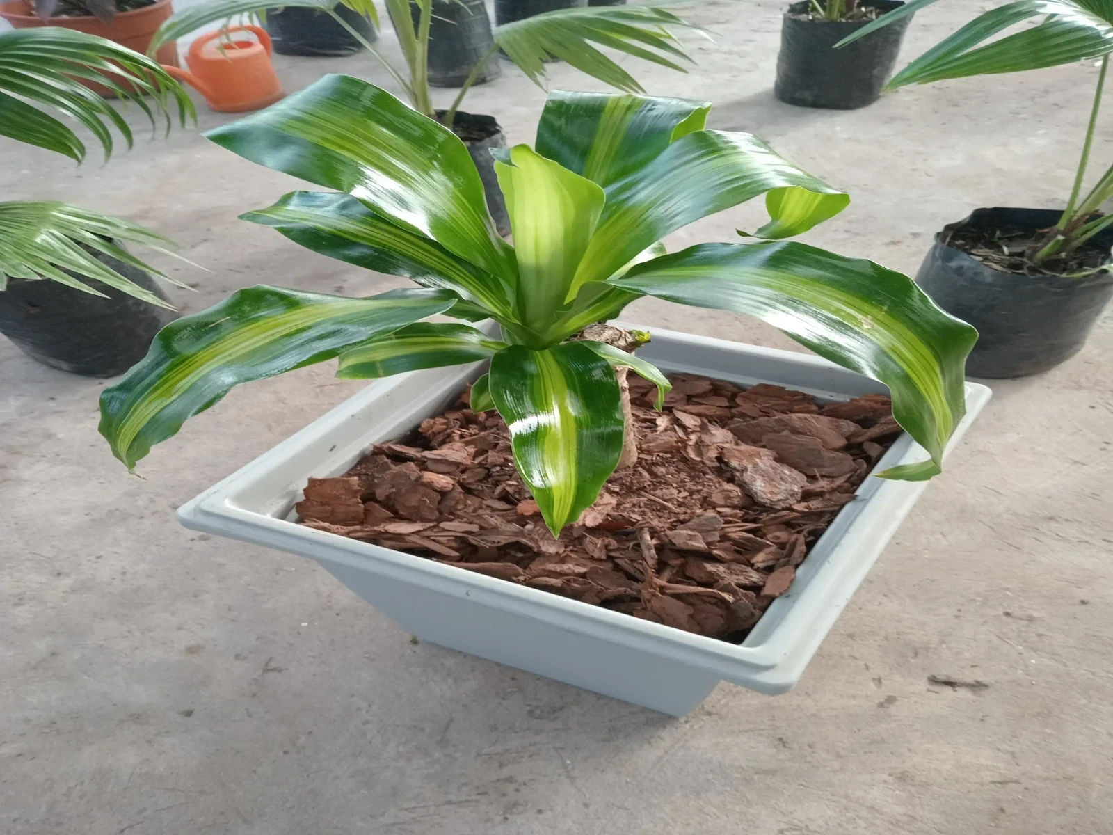 Palo de agua con maceta