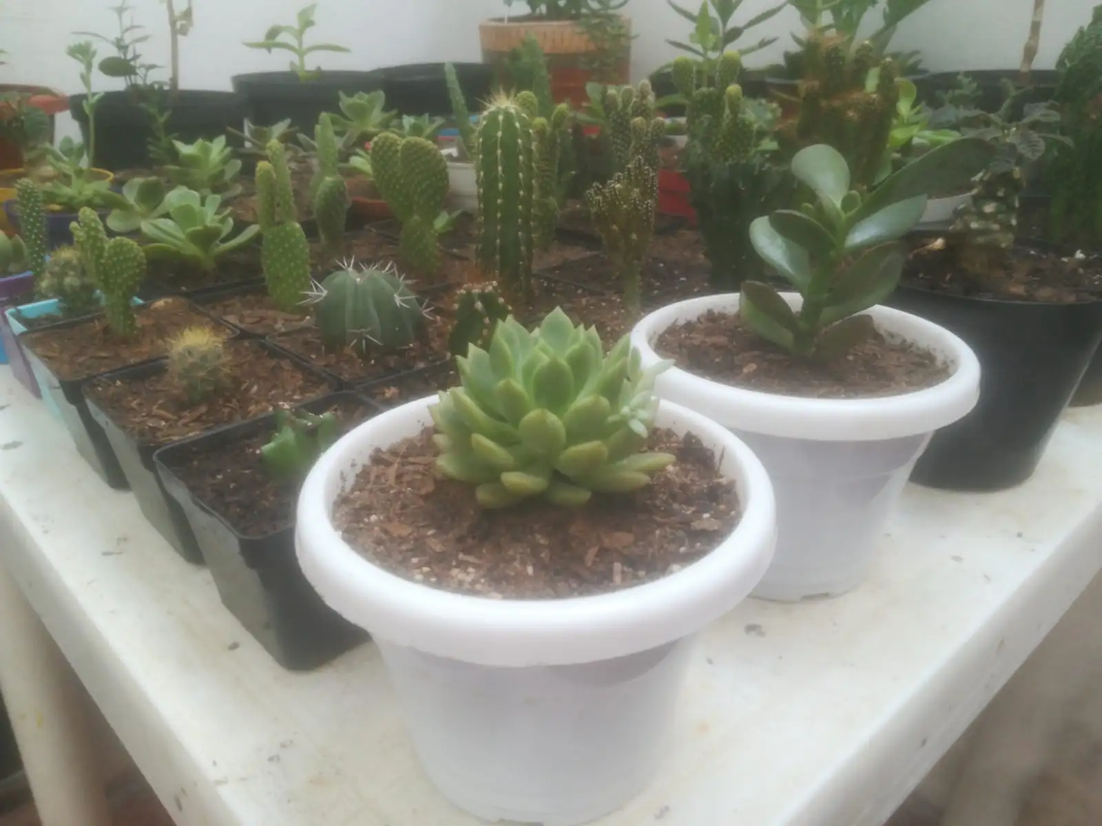 Echevería elegans  3