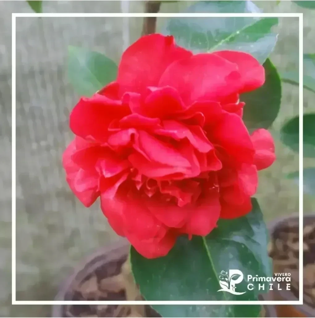 Camelia Roja Doble
