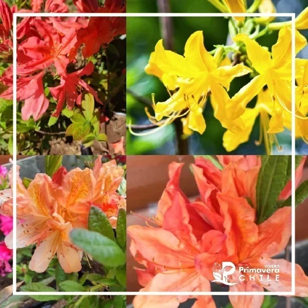 Azalea Molly Color Al Azar