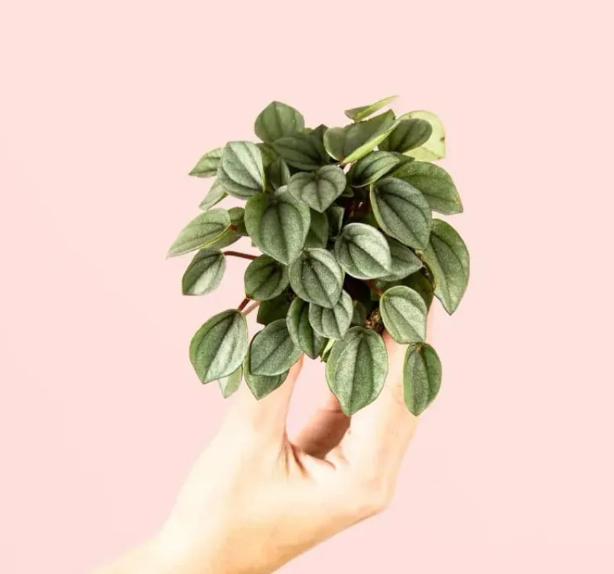 PEPEROMIA MILANO