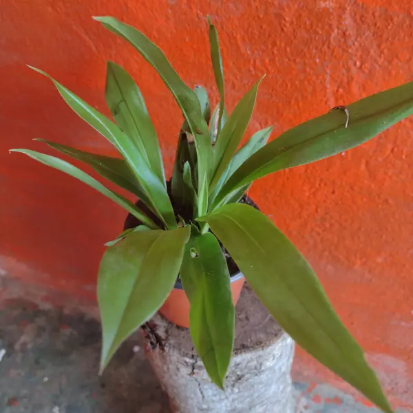 Orquídea de vainilla