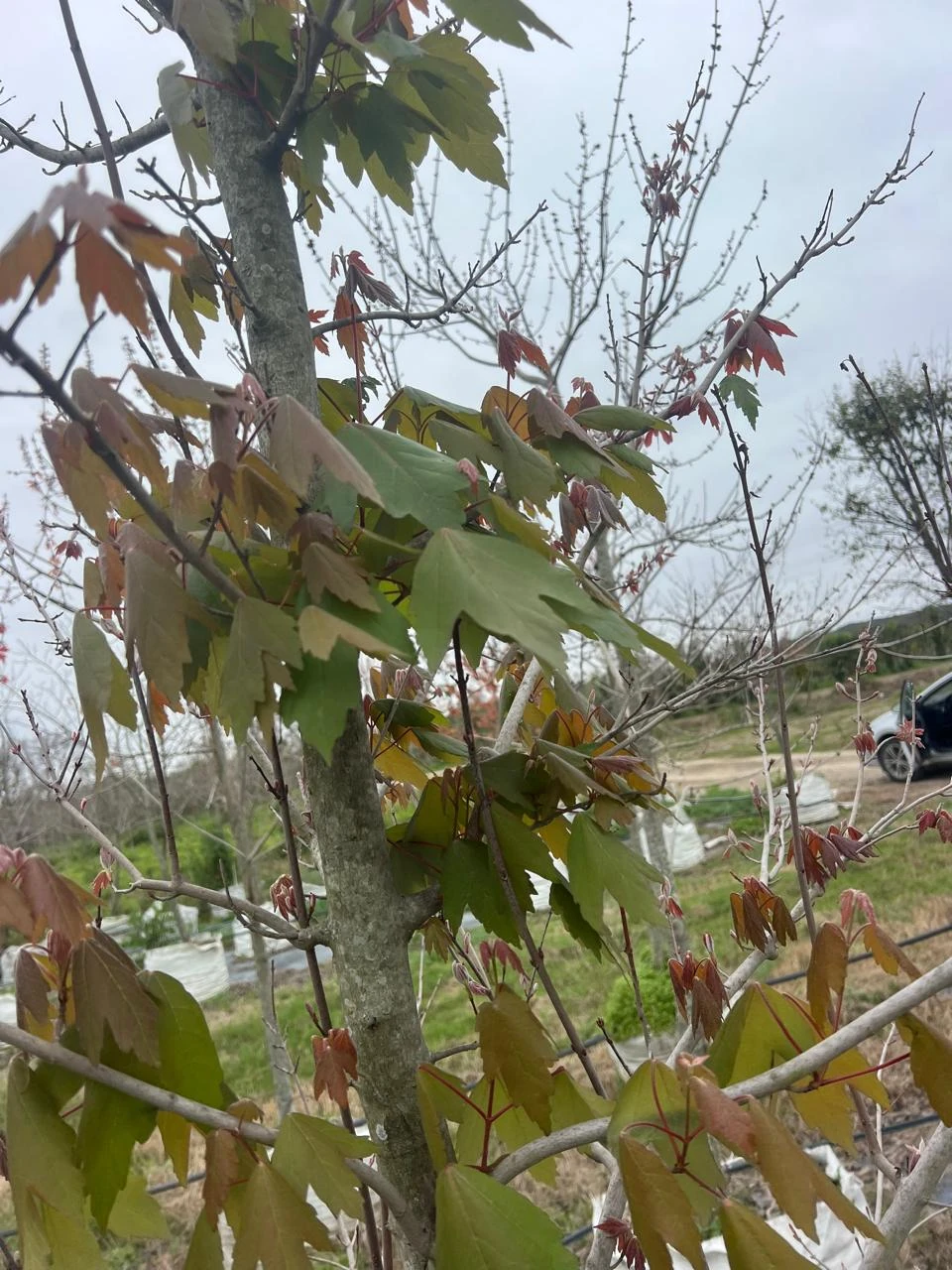 Maple rojo 3" 3