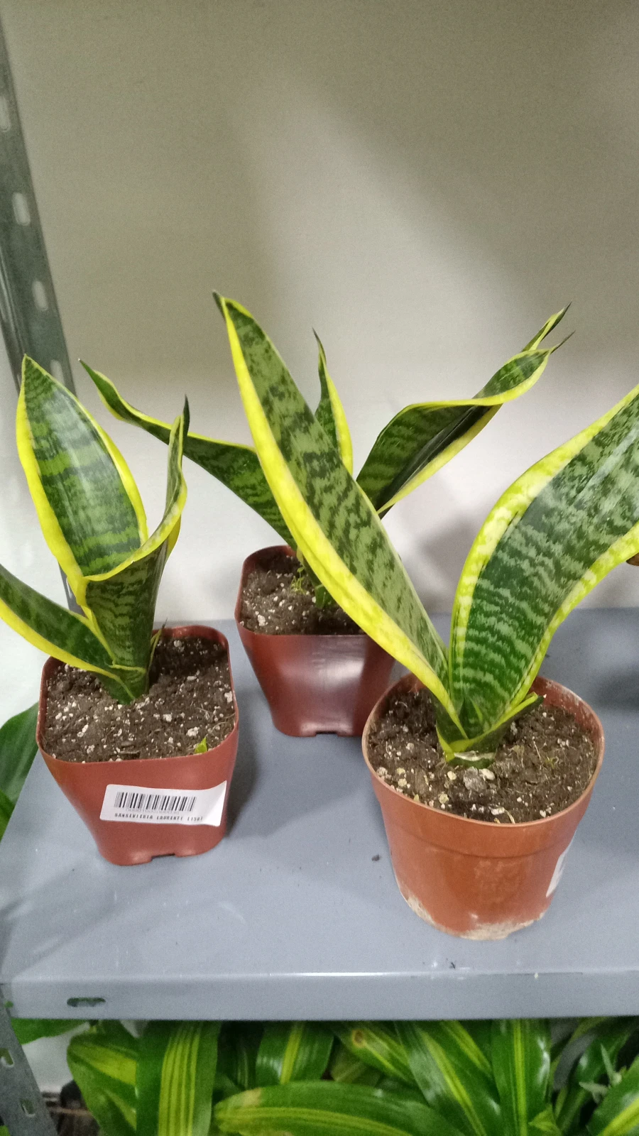 Lengua Sansevieria 2