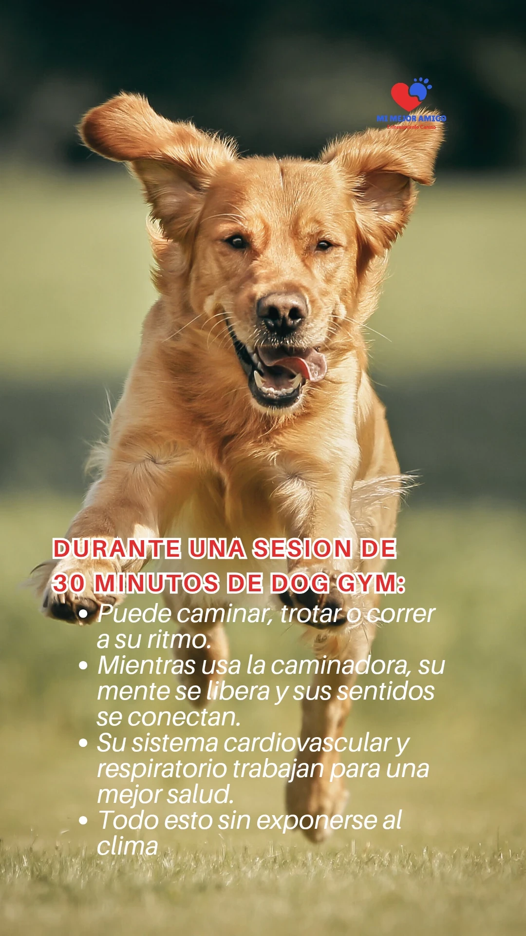 DOG GYM  4