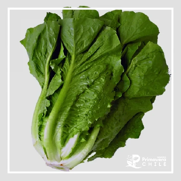 Semillas Lechuga Costina