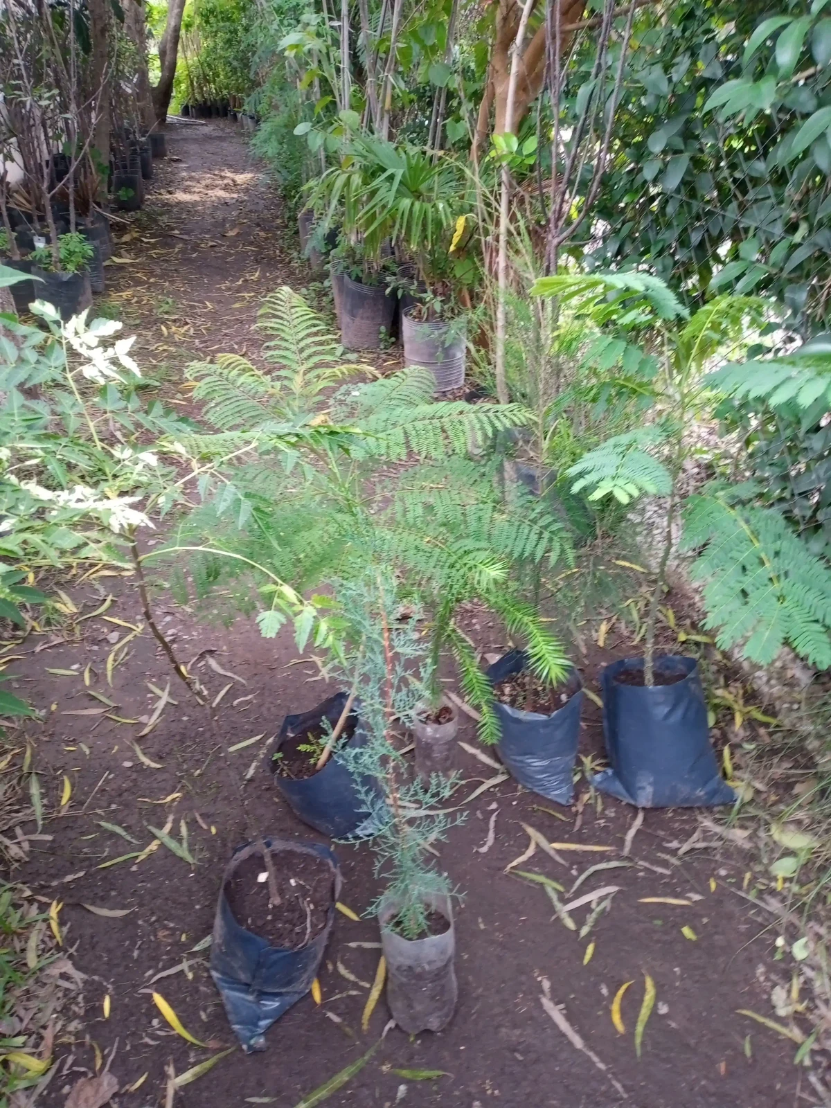 Combo forestal 6 árboles 3