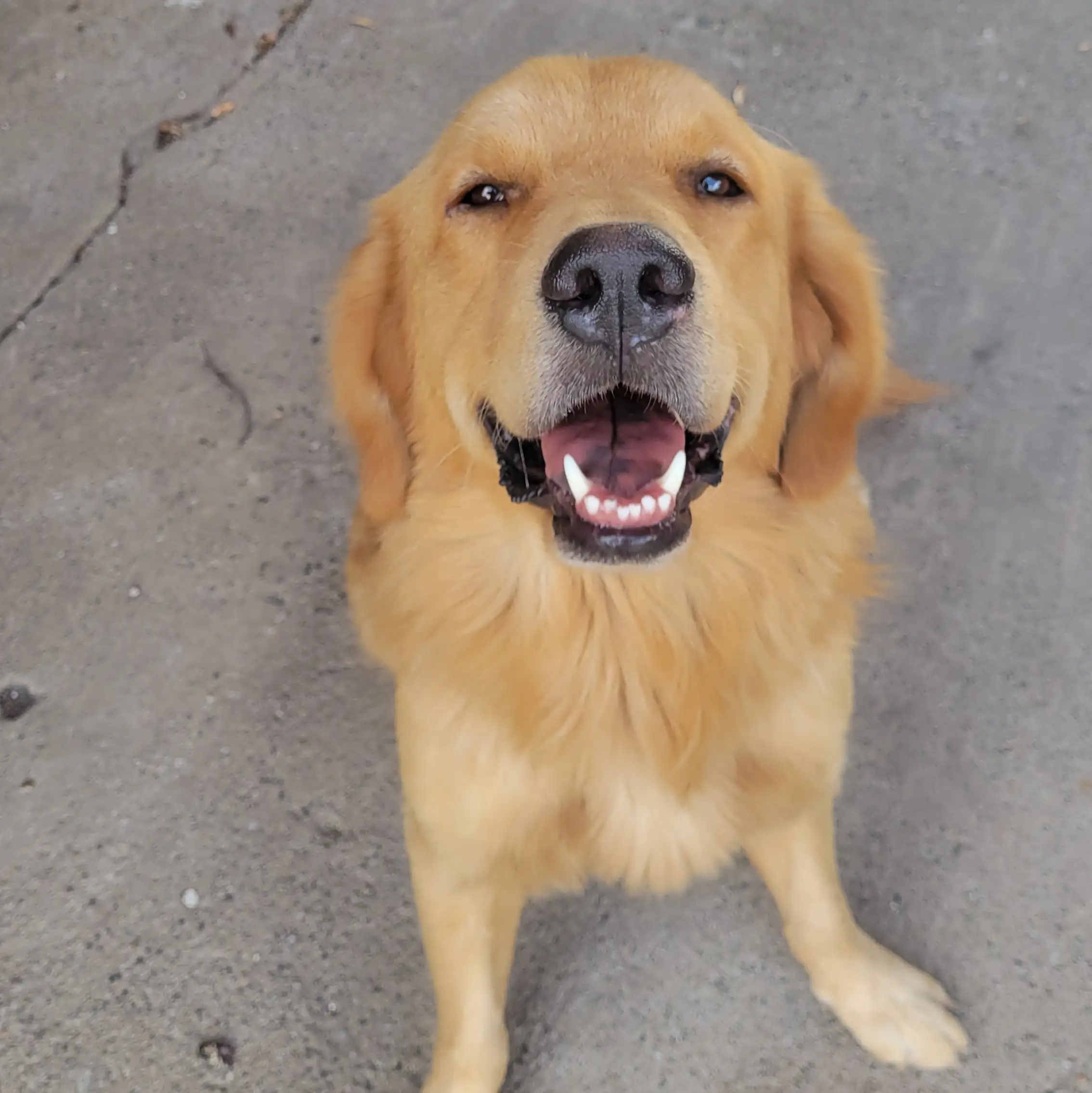 Golden Retriever 2