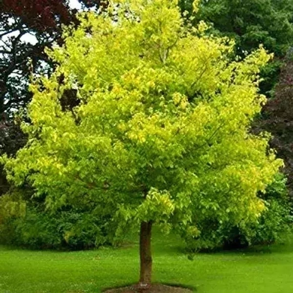 Acer Negundo
