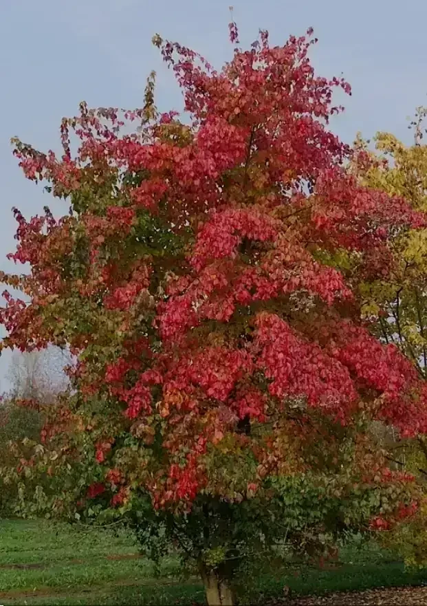 Acer Bueregeriano 