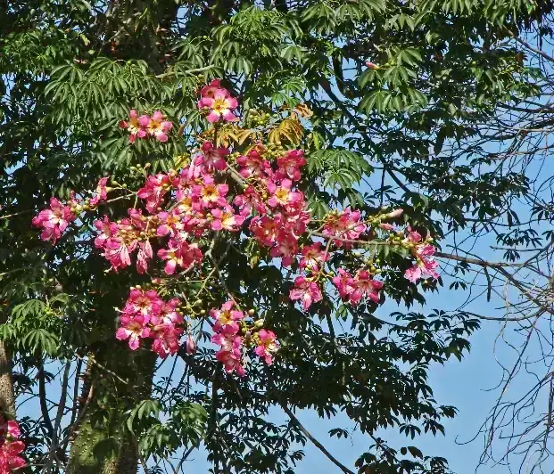 Palo Borracho 