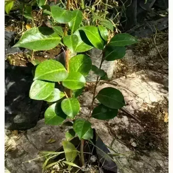 Camelia 2
