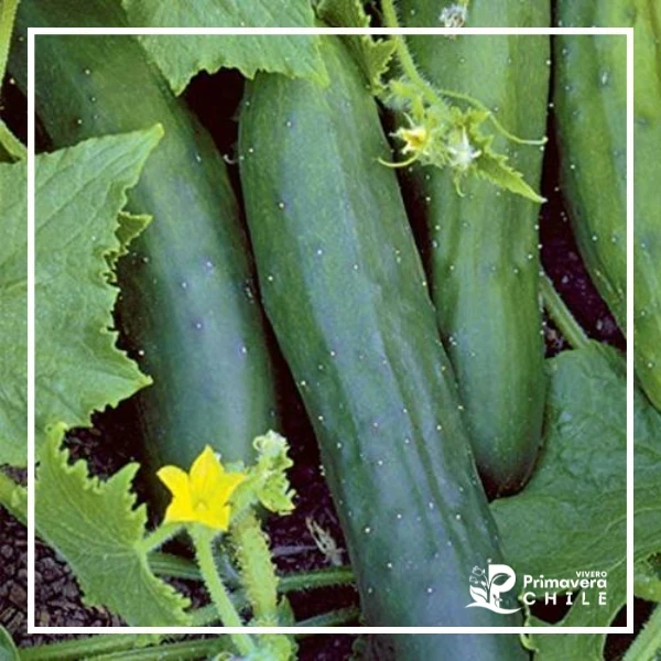Almacigo Pepino Marketmore 76 3