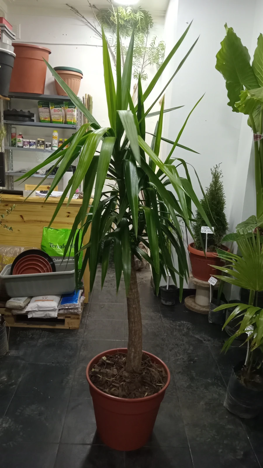 Yuca Palma 4