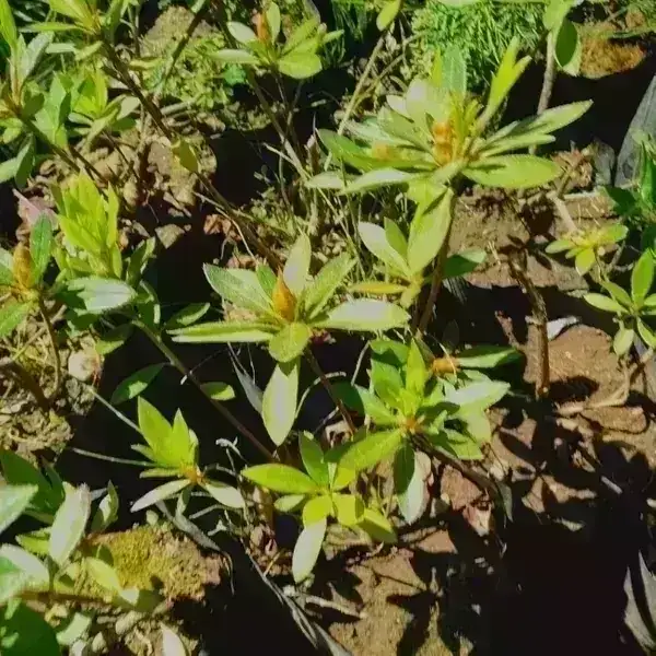 Azalea arbustiva Tamaños 2