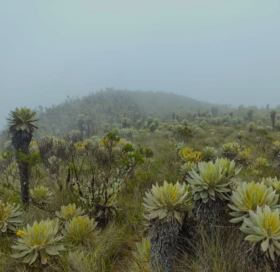 CORDOBA - PIJAO Y PÁRAMO DEL CHILÍ - QUINDÍO 5