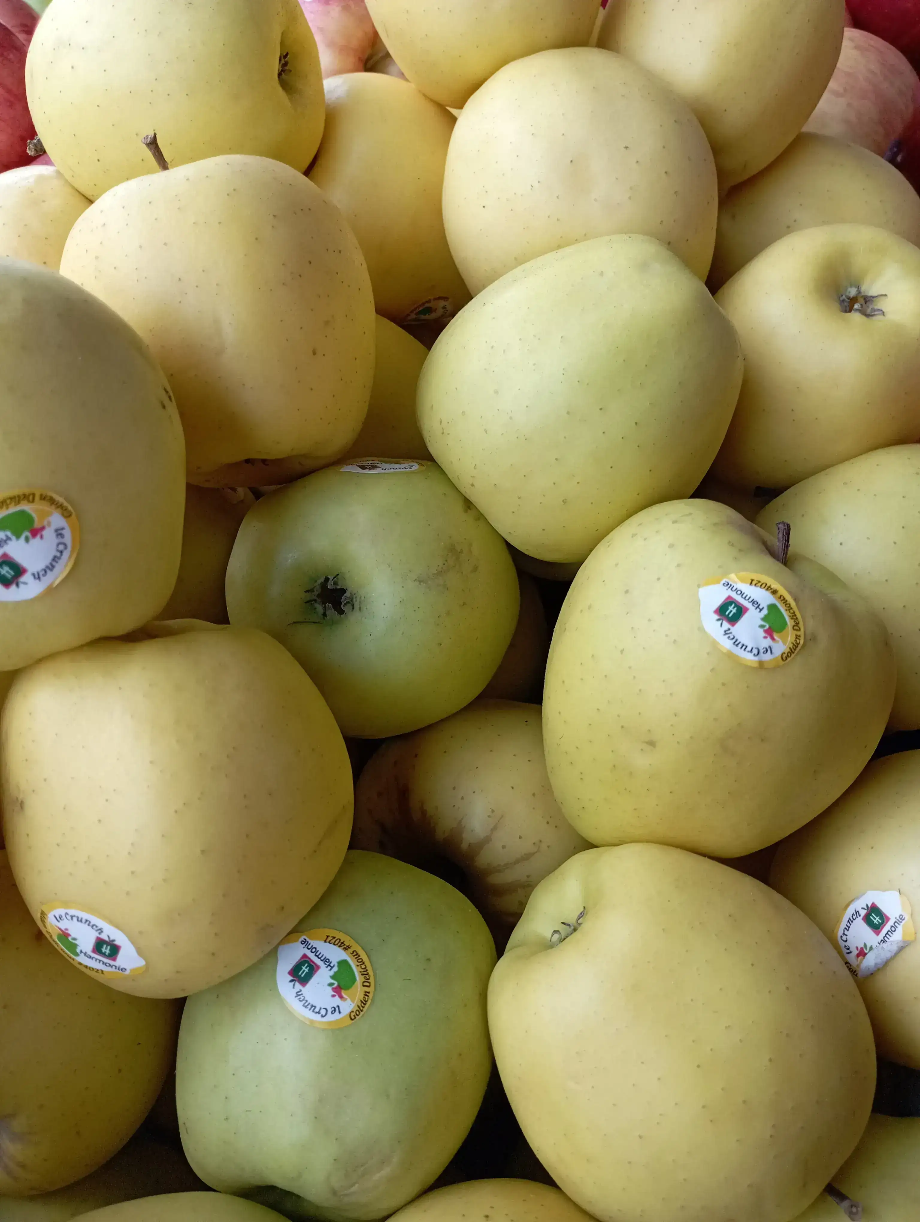 MANZANA AMARILLA 5 UND