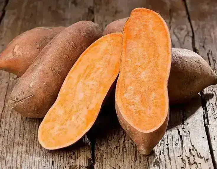 CAMOTE