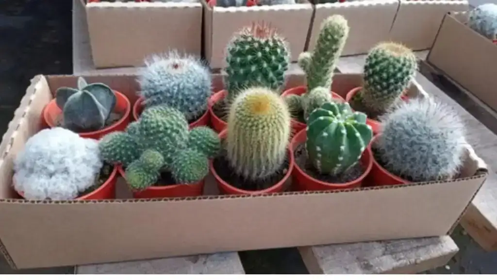 Cactus (caja 10 unidades)