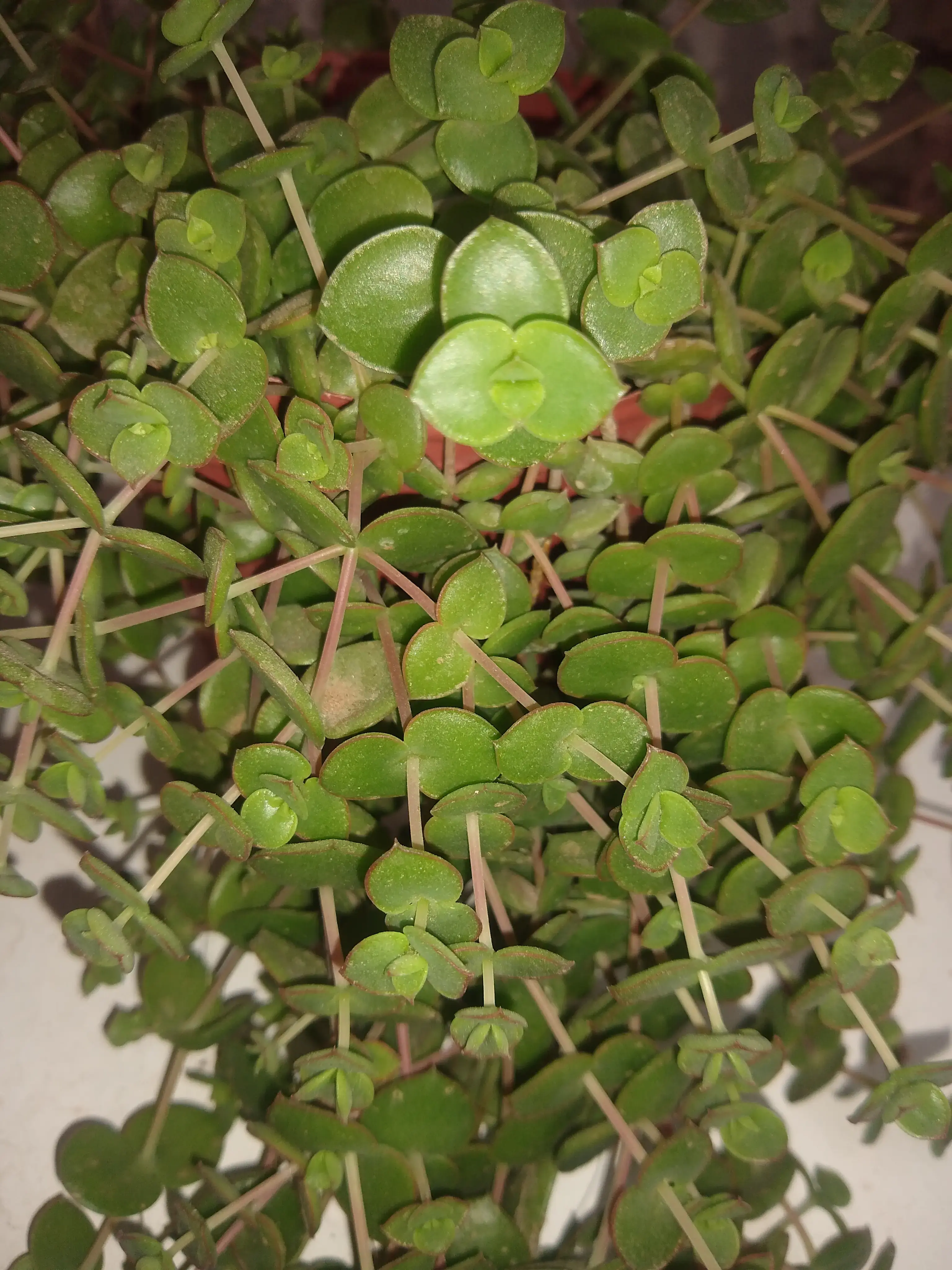 Corazon de Madre Crassula pellucida 