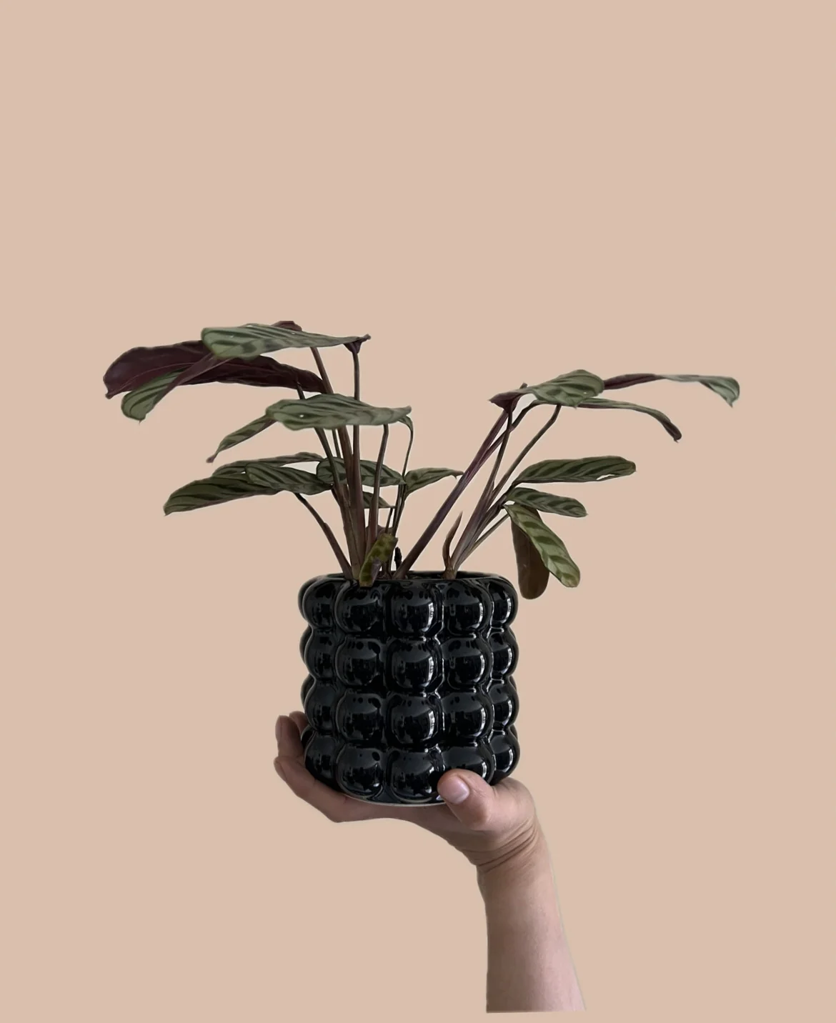 Ctenanthe Burle Marxii en maceta de cerámica