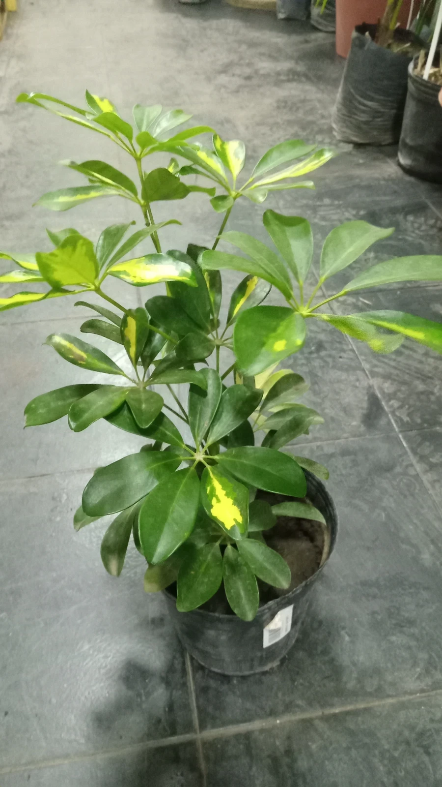 Aralia