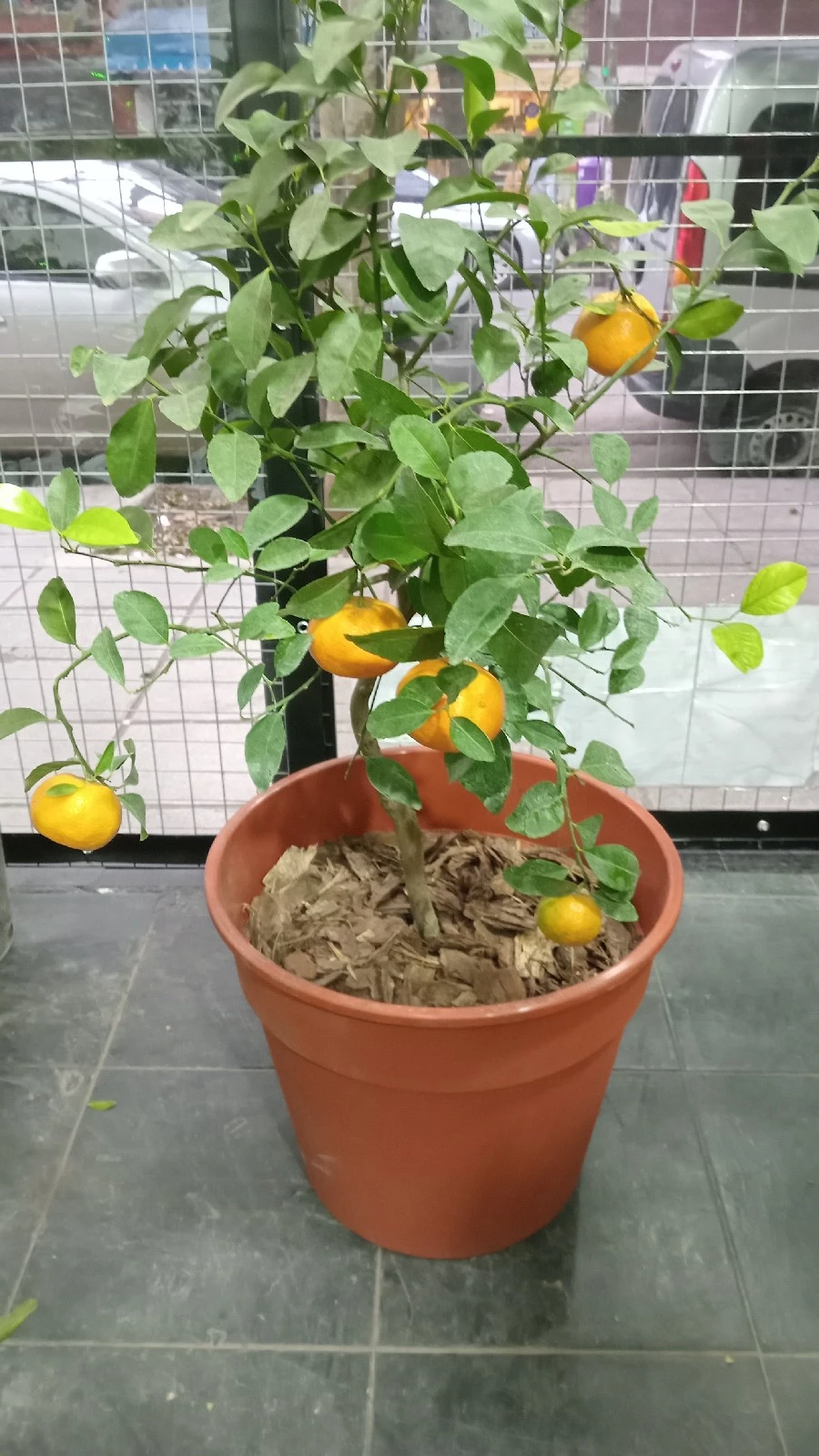 Mandarina Dancy Enana c/maceta