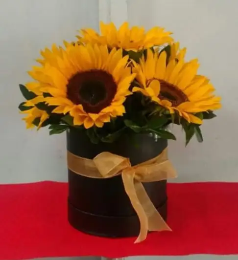 Box girasol 