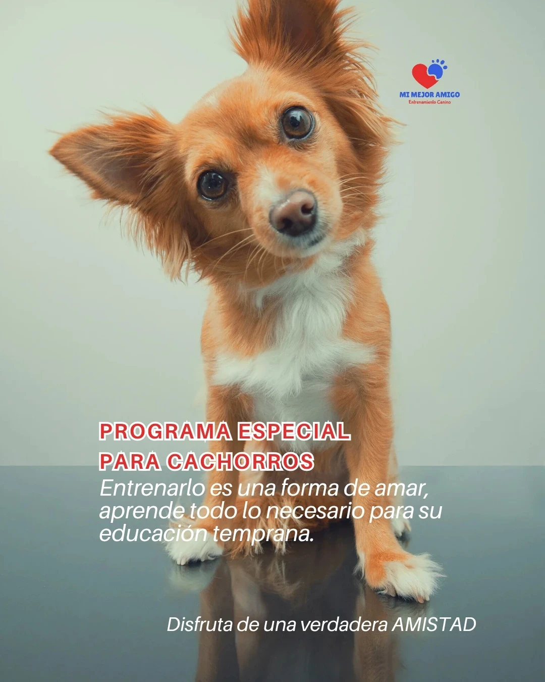 CURSO PARA CACHORROS 4