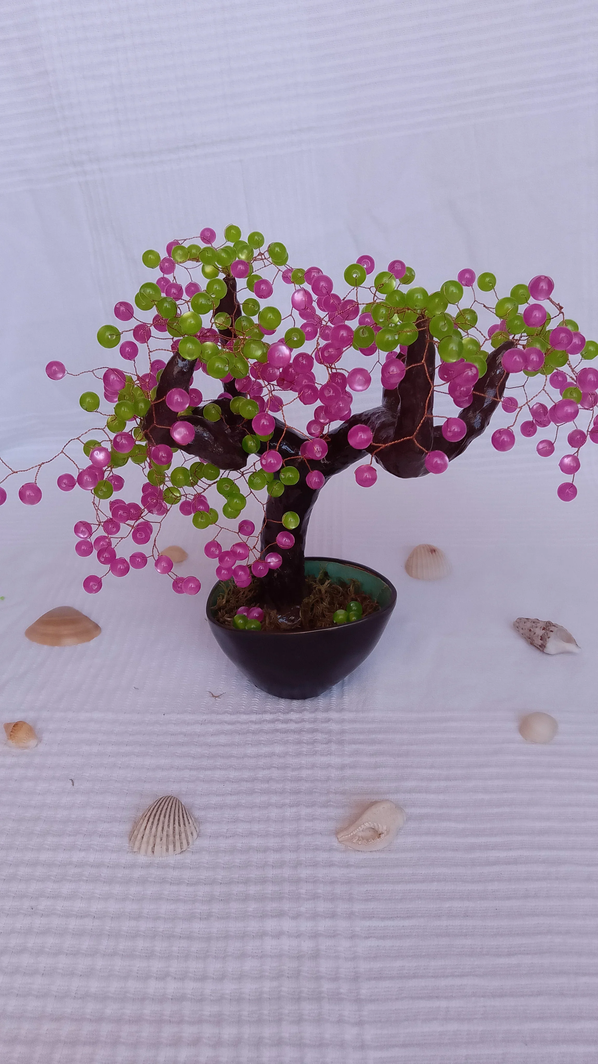 Bonsai Chocolate Fucsia 4