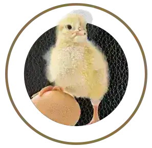 Pavito