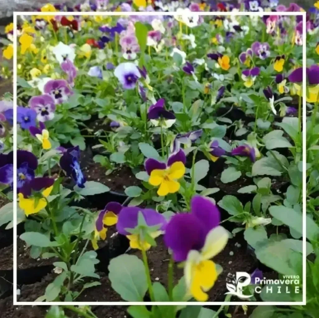 Viola Sorbet