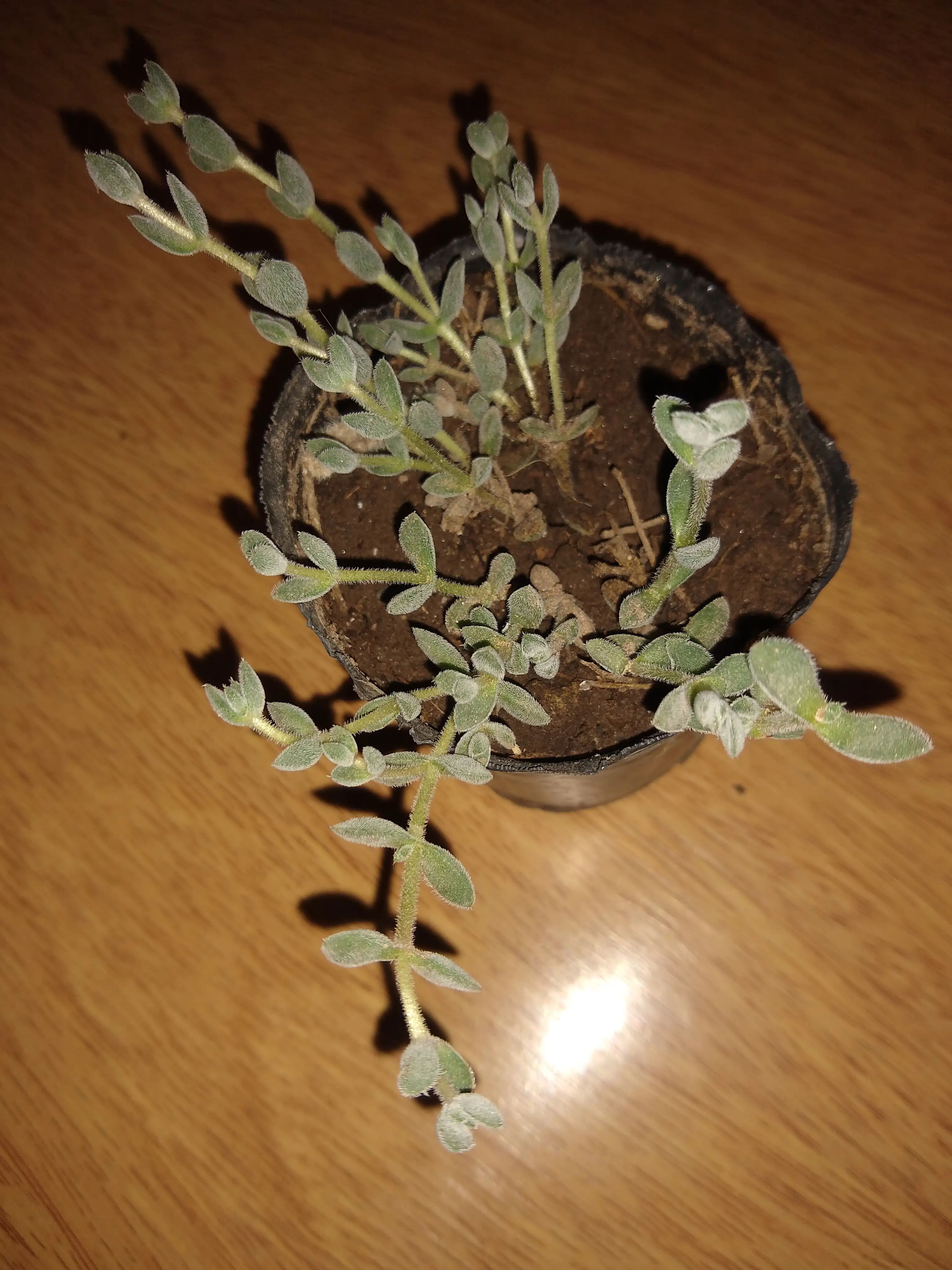 Crassula Lanuginosa