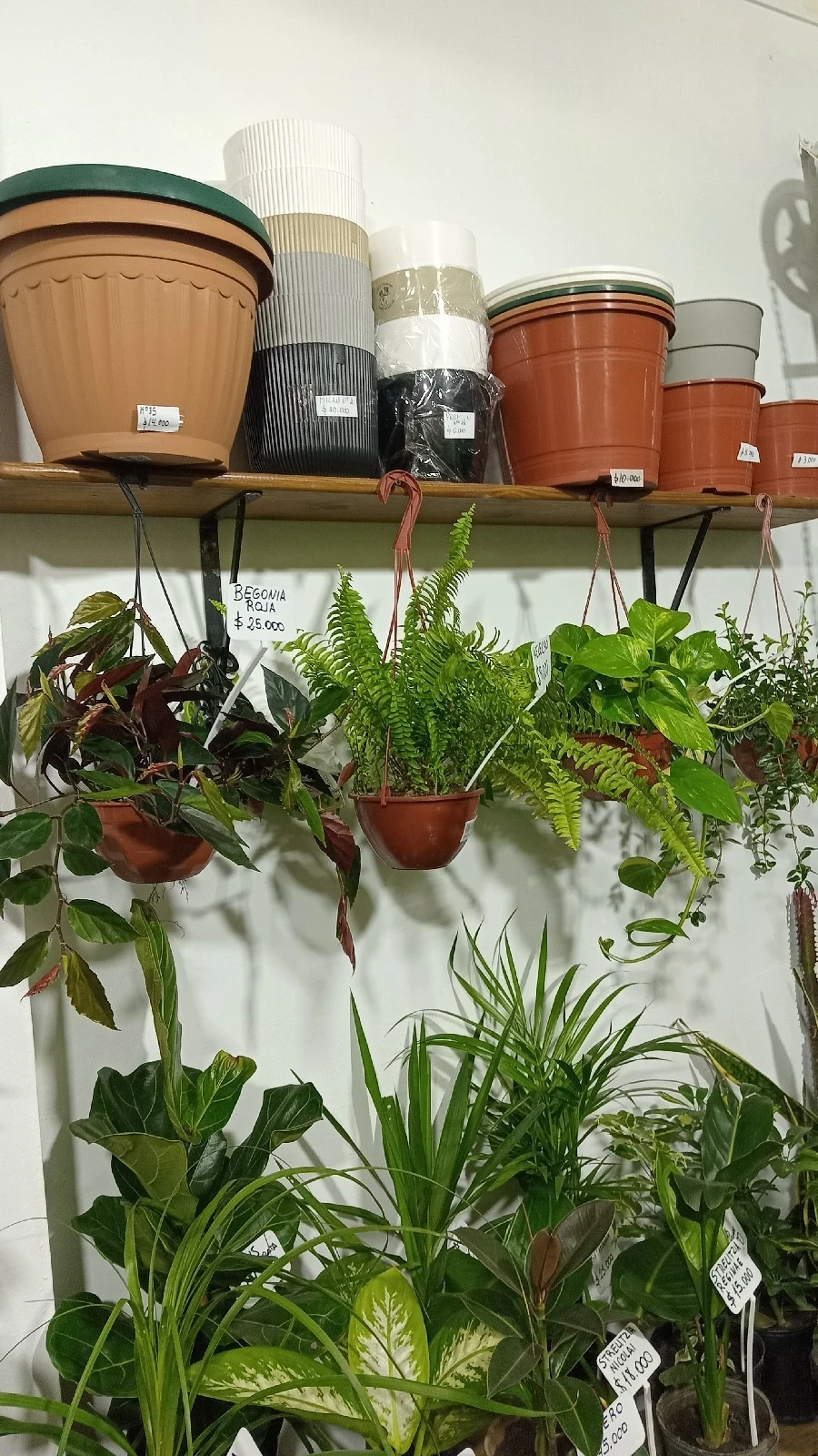 Begonia Roja Colgante  4